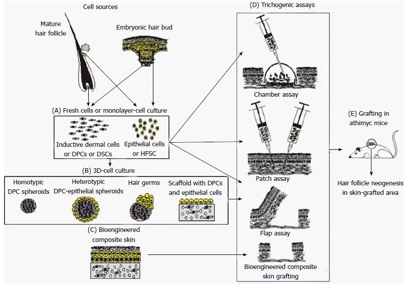 Functional complexity of hair follicle stem cell niche and therapeutic  targeting of niche dysfunction for hair regeneration  Journal of  Biomedical Science  Full Text