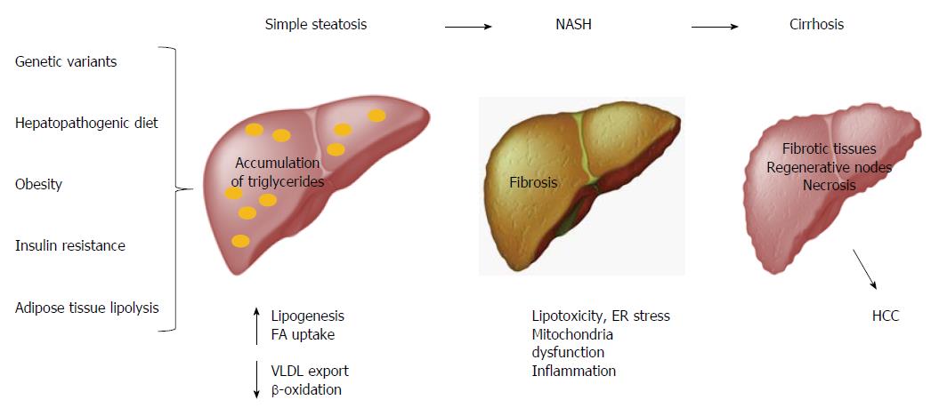 download ergebnisse der allgemeinen pathologie und pathologischen anatomie des menschen und