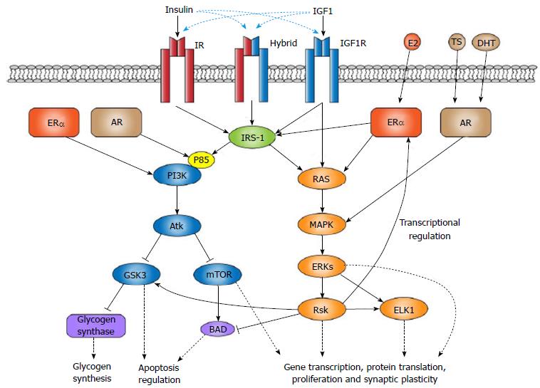 Integrating Insulin Like Growth Factor 1 And Sex Hormones Into