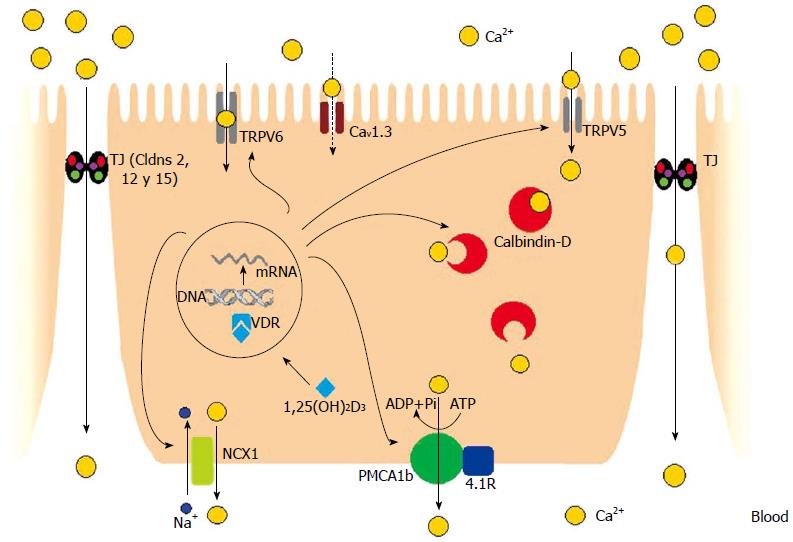 l'absorption intestinale du calcium