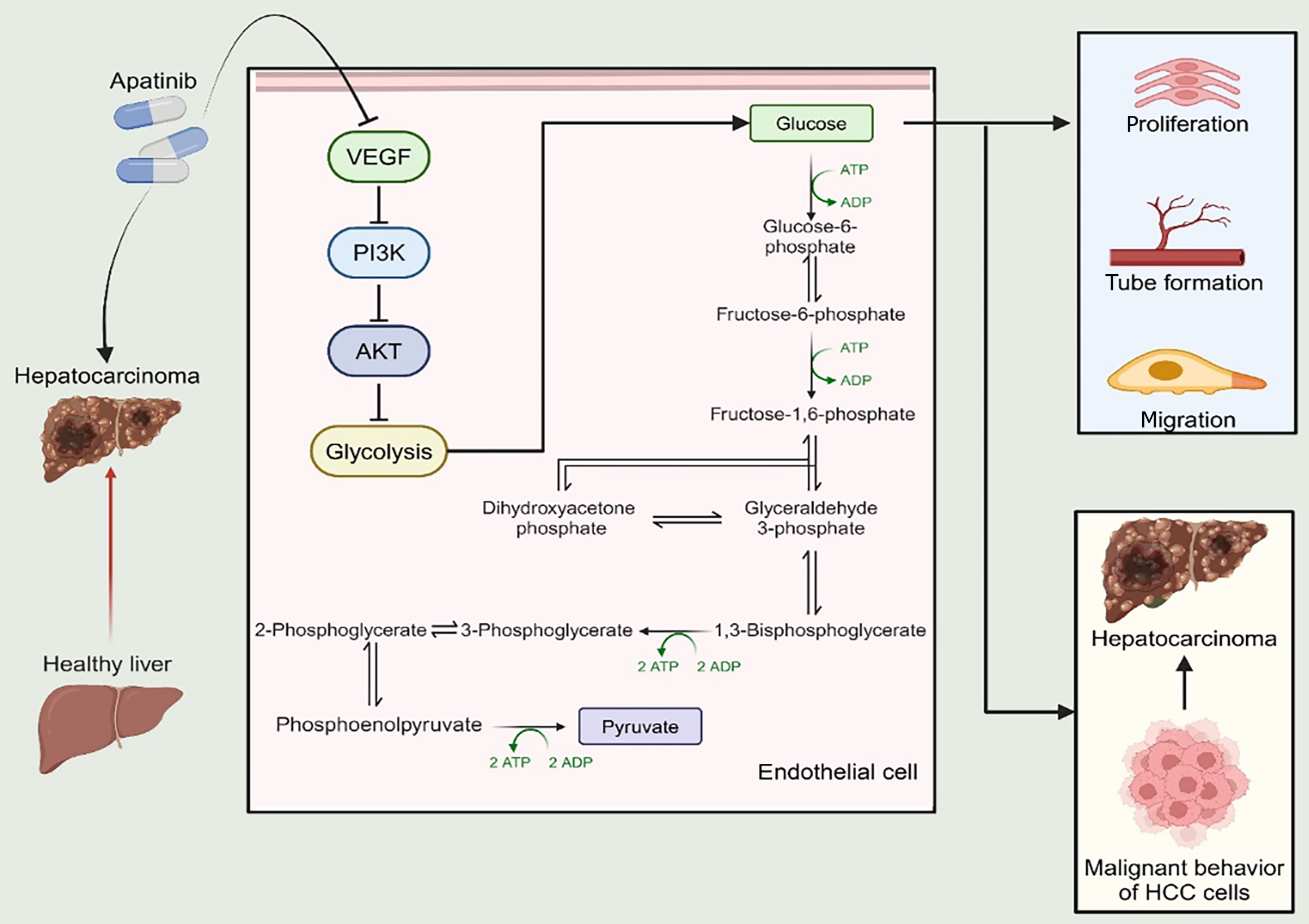 Apatinib regulates the glycolysis of vascular endothelial cells through ...